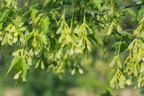 The Ministry of Environment canceled the ban on planting invasive trees