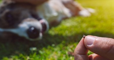 Photo – Dog owners have been warned about the high risk of ticks due to the warm winter
