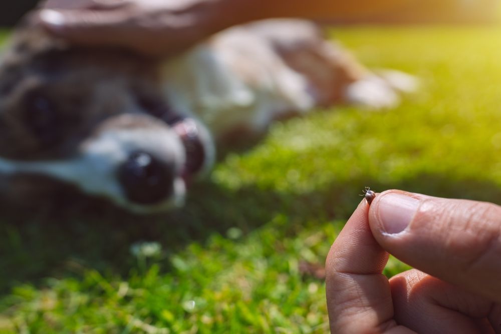 Photo – Dog owners have been warned about the high risk of ticks due to the warm winter