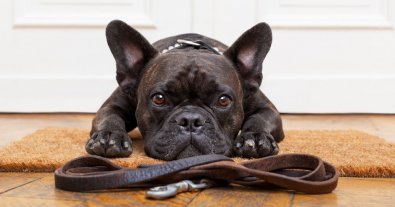 Photo – Kiyan was invited to a free dog training master class: all the details