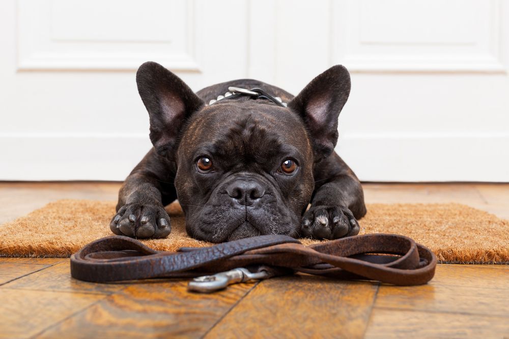 Photo – Kiyan was invited to a free dog training master class: all the details