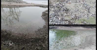 Photo – The shallowing of the Kakhovsky Reservoir led to a large-scale sea of fish near Zaporizhia