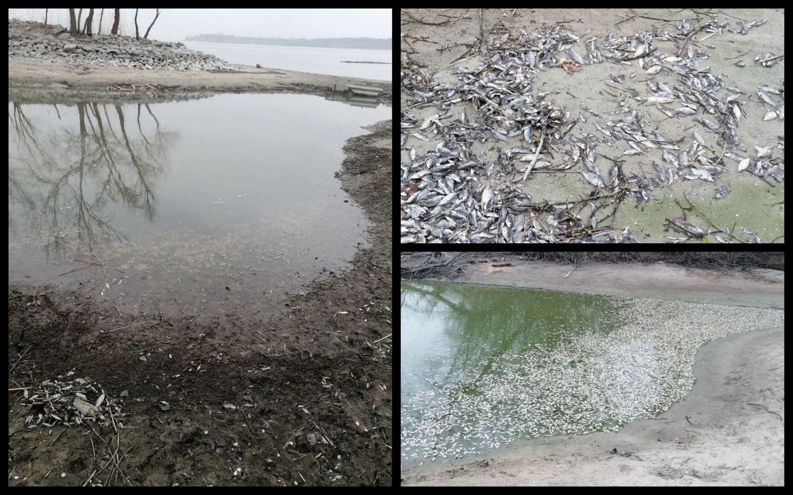 Фото – Обмеление Каховского водохранилища привело к масштабному мору рыбы под Запорожьем