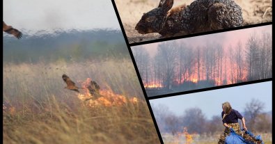 Photo – The season of burning grass has started again in Ukraine: what is the danger and what fines await