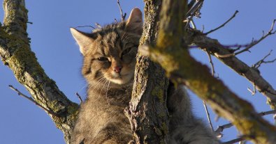 Фото – Одеським екоактивістам вдалося сфотографувати лісового кота високо на дереві