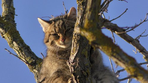 Odesa ecoactivists managed to photograph a forest cat high up in a tree