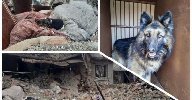 Photo – Activists shared a touching story about dogs from the shelled village of Lviv region