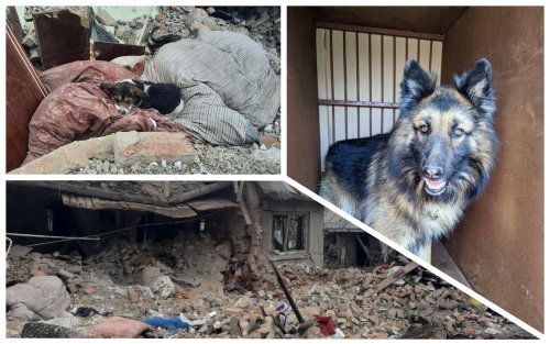 Активисты поделились трогательной историей собак из обстрелянного села Львовщины