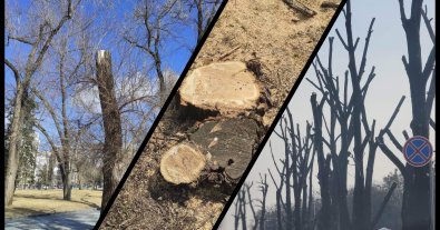 Фото – Екоактивістка показала, як насправді “розквітають” дерева після варварських обрізок