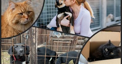 Photo – 82% of Ukrainians consider sterilization a solution to the problem of homeless animals – study