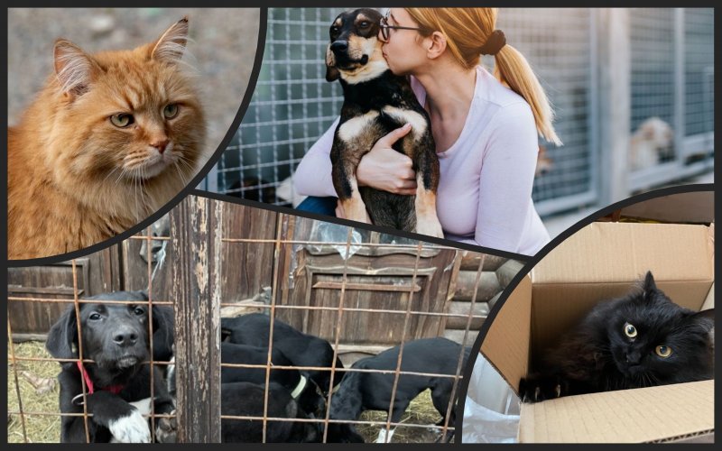 82% of Ukrainians consider sterilization a solution to the problem of homeless animals – study