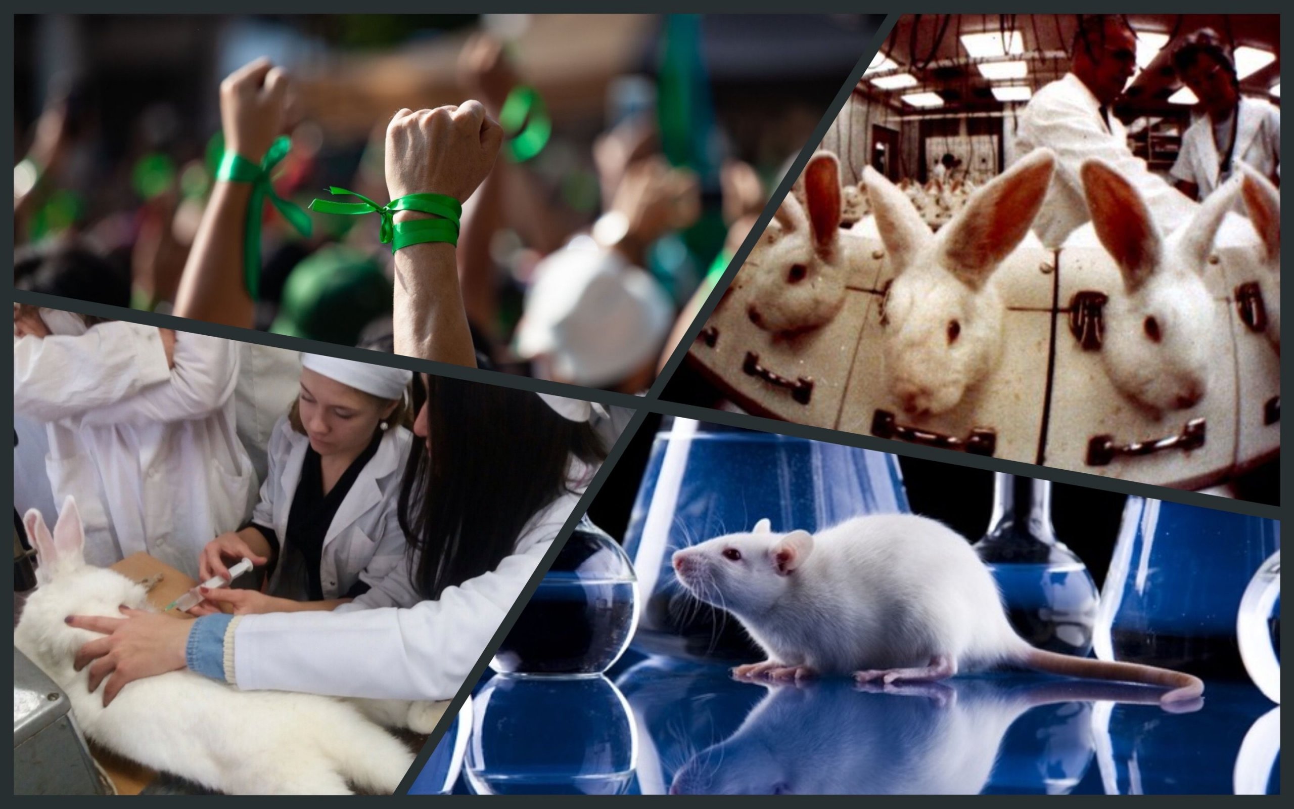 Photo – They demand from Zelenskyi to ban the torture of animals in universities