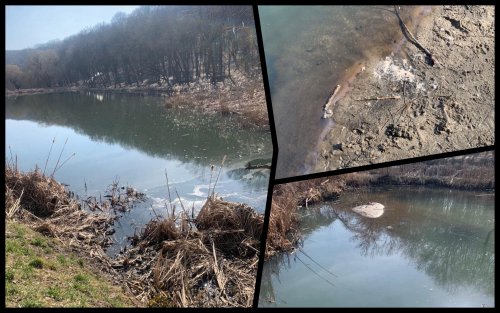 Colossal pollution of ponds found in Goloseevsky Park in Kyiv