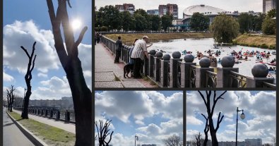 Фото – В Харькове на набережной по-варварски обрезали деревья