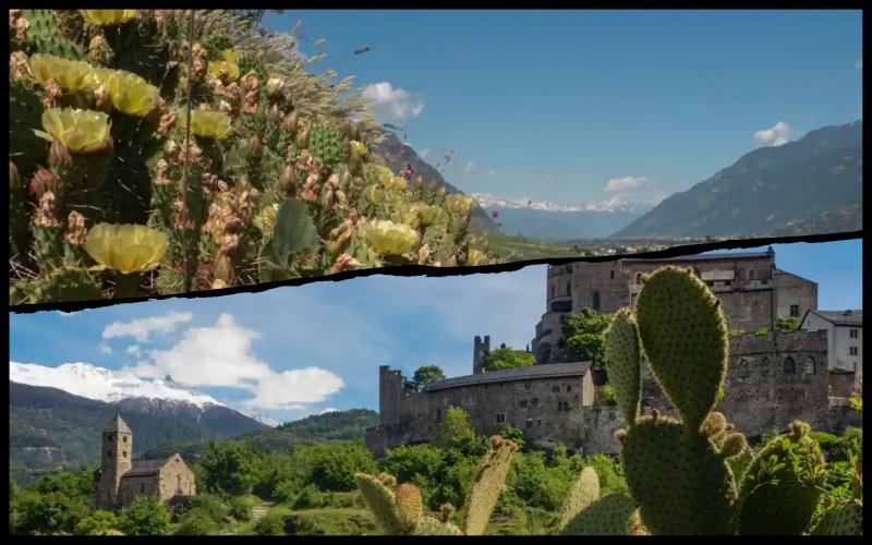 На склонах швейцарских Альп зазеленели кактусы: ученые бьют тревогу
