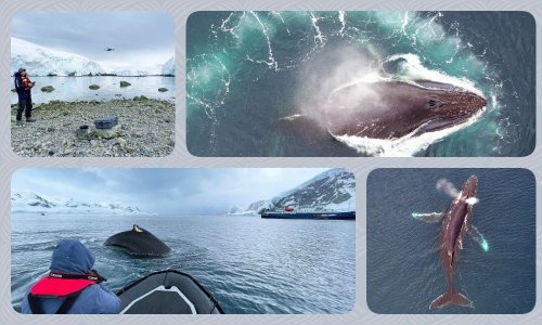 Украинские учёные начали использовать дроны для исследования китов. Фото