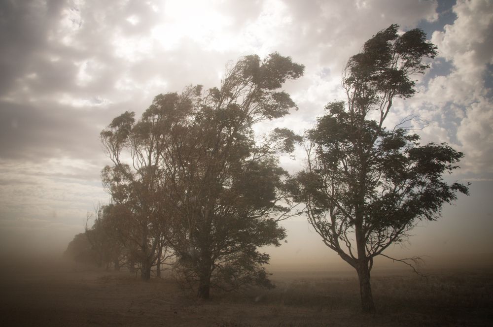 Photo – The botanist told how to fight dust storms and soil erosion at the same time