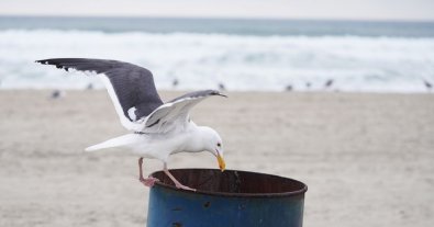 Photo – Plastic pollution causes deadly disease in seabirds – scientists