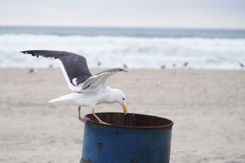 Забруднення пластиком викликає у морських птахів смертельну хворобу – вчені