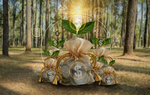 Ex-director of the branch of the SE "Forests of Ukraine" accused of creating a business empire at the expense of the state