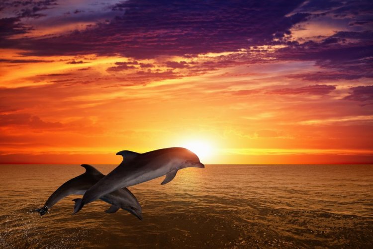 В акваторию Одесщины вернулись первые дельфины. Фото