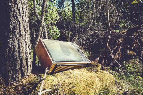 You should be ashamed: activists showed their findings from clearing the forest in Brovary