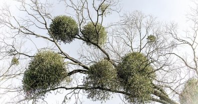 Photo – New methods of combating mistletoe, the killer of trees, are being protested in Kyiv