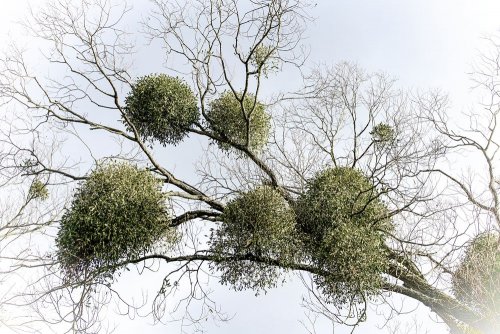 New methods of combating mistletoe, the killer of trees, are being protested in Kyiv