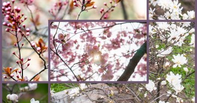 Photo – Cherry blossoms have blossomed in the parks of Kyiv: where to see them