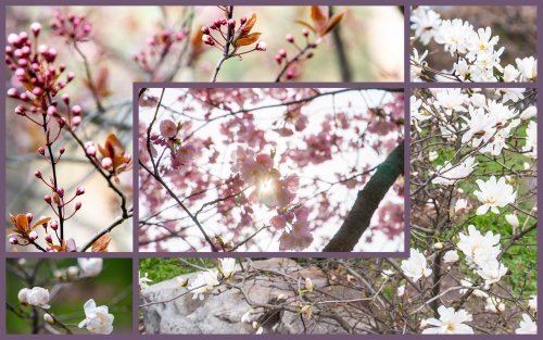 Cherry blossoms have blossomed in the parks of Kyiv: where to see them