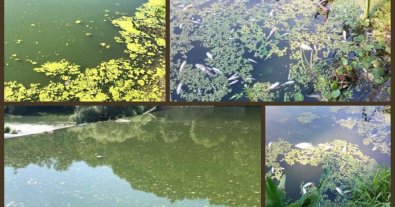 Фото – Злив стічних вод у річку Житомира завдав збитків на 22 мільйони гривень