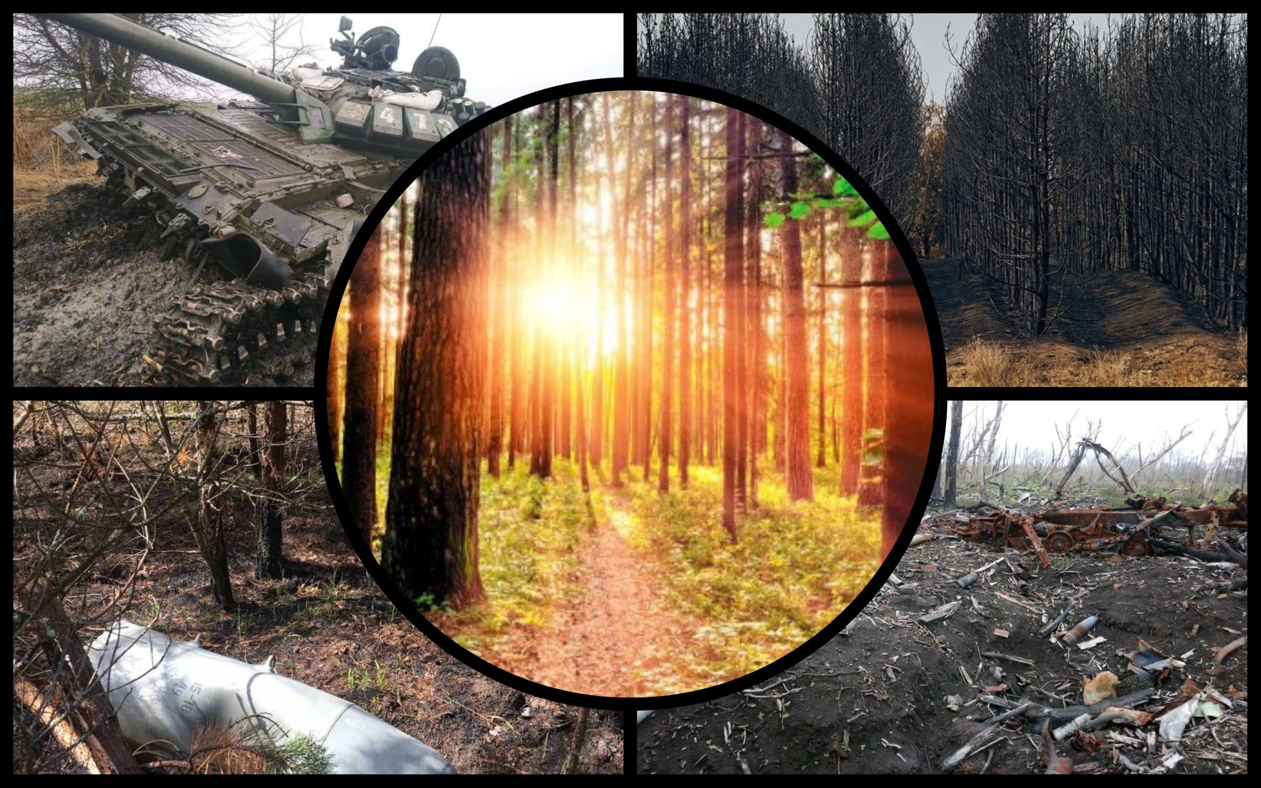 Photo – The UN will develop a program to attract investments for Ukrainian forests