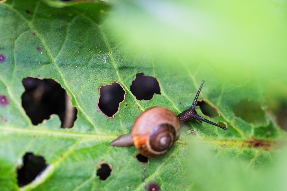 Photo – Types Of Pest Control And When To Apply Them