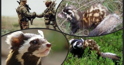 Photo – The Ukrainian military on the front line rescued a red ferret. Photo