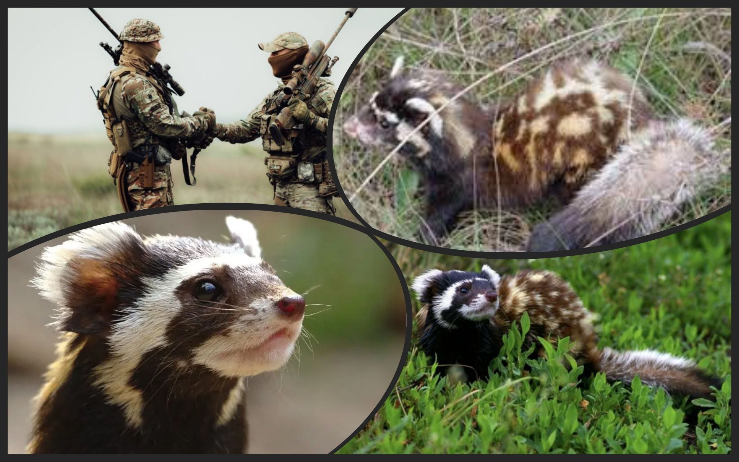 Photo – The Ukrainian military on the front line rescued a red ferret. Photo