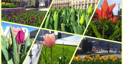 Photo – Dutch tulips bloomed in Kyiv: where to see