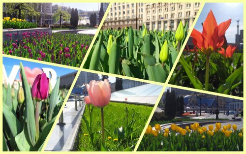 В Киеве расцвели нидерландские тюльпаны: где увидеть