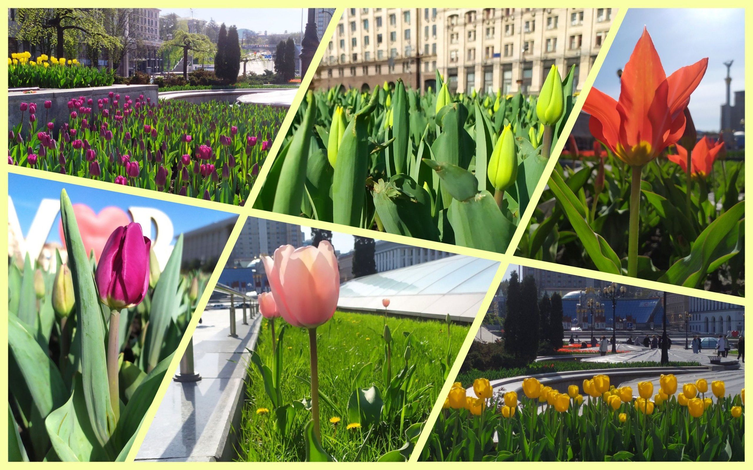 Photo – Dutch tulips bloomed in Kyiv: where to see
