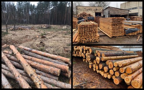 A large-scale criminal scheme of timber trade officials was revealed in Kyiv region