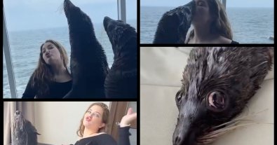 Photo – Fake sensation: the Nemo dolphinarium reacted to the scandalous photo session with seals in the hotel