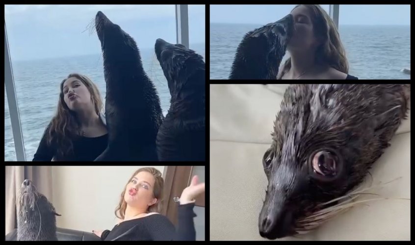 "Фейковая сенсация": дельфинарий Nemo отреагировал на фотосессию с котиками в отеле