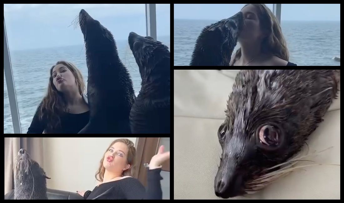 Photo – Fake sensation: the Nemo dolphinarium reacted to the scandalous photo session with seals in the hotel