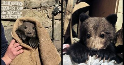 Photo – Social networks became interested in the story of the rescued bear in Transcarpathia