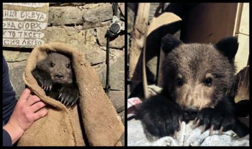 Social networks became interested in the story of the rescued bear in Transcarpathia