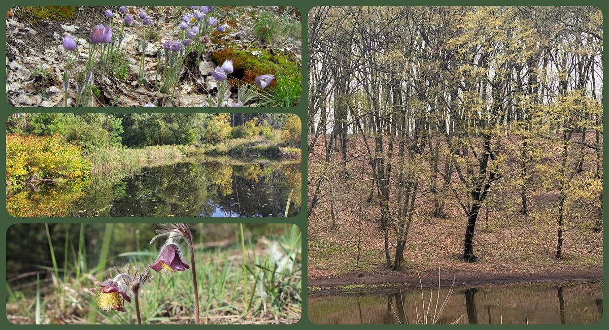 Photo – The protected area of the Holosiiv forest was increased by hundreds of hectares