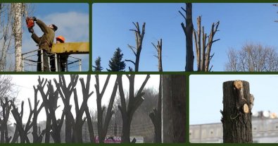 Photo – Ukrainians were explained why trees cannot be cut down to the trunks