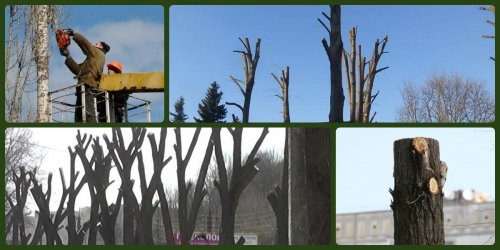 Українцям пояснили, чому не можна обрізати дерева до стовбурів