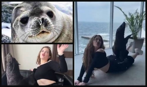 A photo session with seals in the middle of the hotel: the Odesa dolphinarium was accused of cruelty