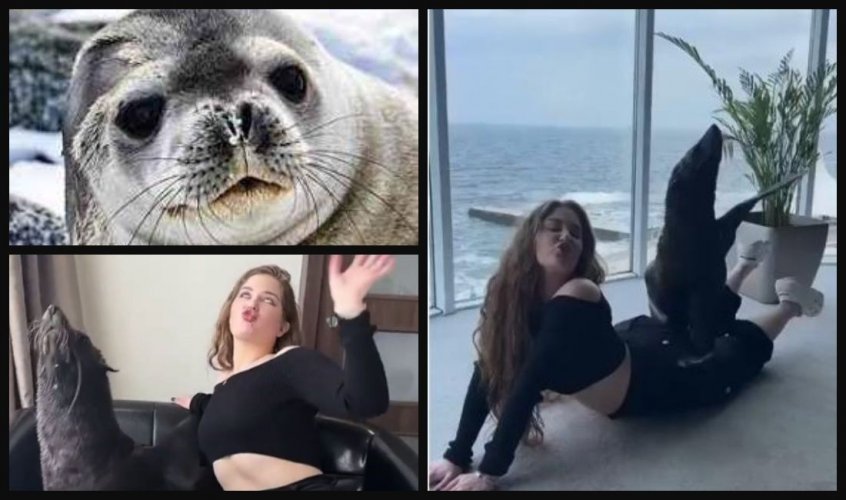Фотосесія з морськими котиками посеред готелю: дельфінарій Одеси звинуватили у жорстокості