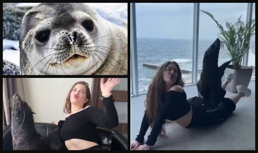 Photo – A photo session with seals in the middle of the hotel: the Odesa dolphinarium was accused of cruelty